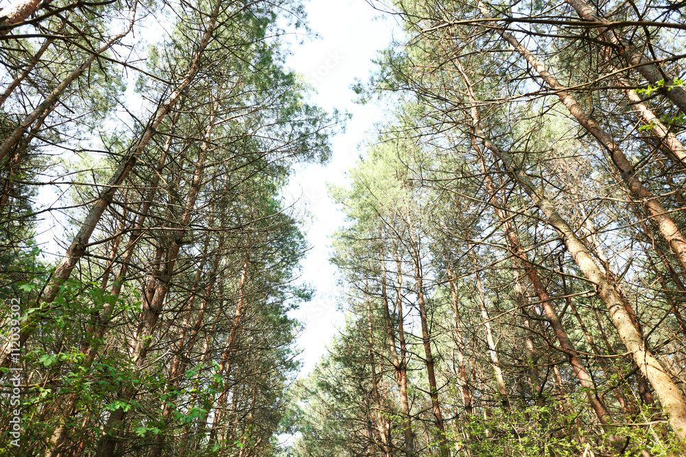 Fototapeta premium Green forest in springtime