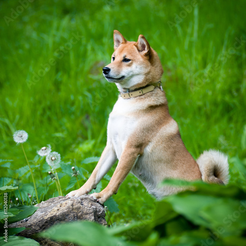 Shiba inu portrait outdoor at summer