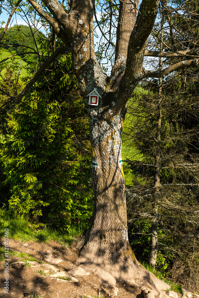 Fototapeta premium Pieniny