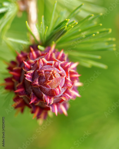 Ovulate cone of larch tree in spring, end of May. photo