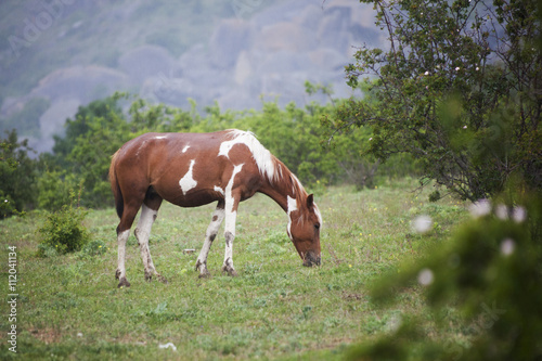 Spotted horse grazing