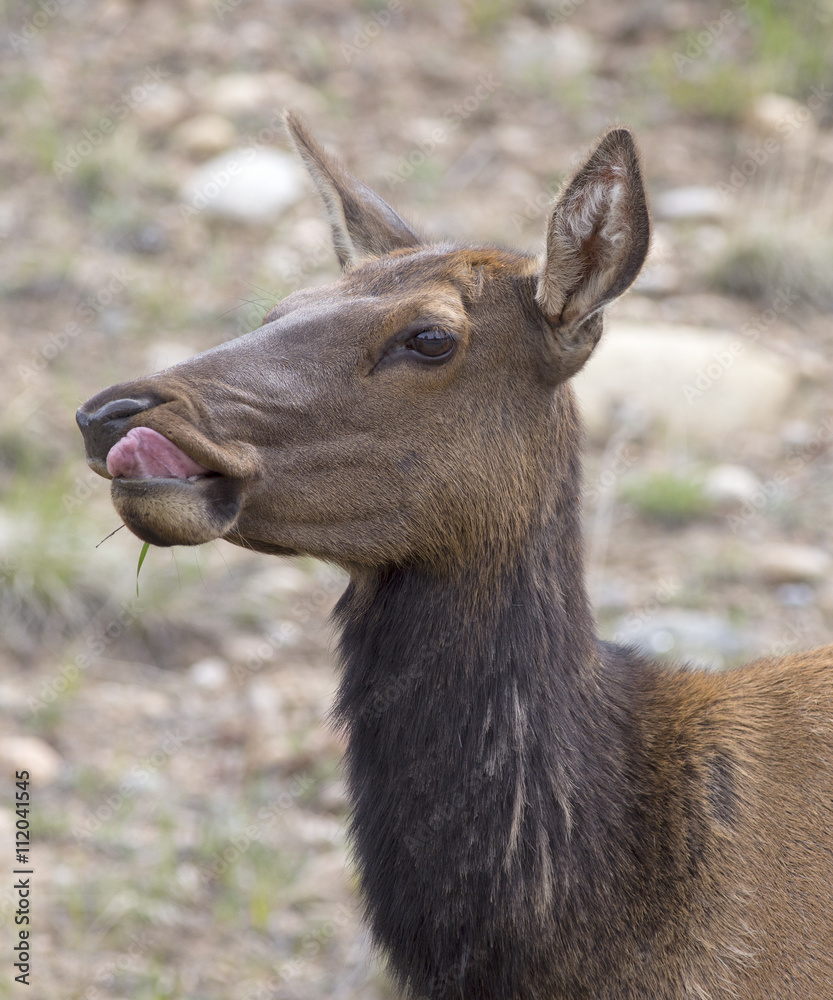 Elk in Rocky Mountains - Colorado, Estes Park Elk in Rocky Mountains - Colorado, Estes Park