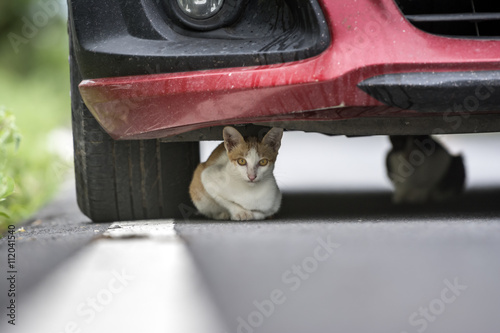 Fototapeta Naklejka Na Ścianę i Meble -  The kitten under the red car