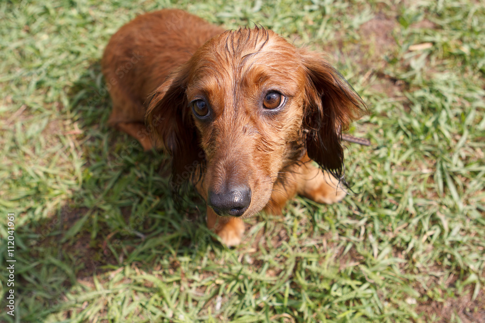 Ginger dachshund sitting in the middle of green grass.