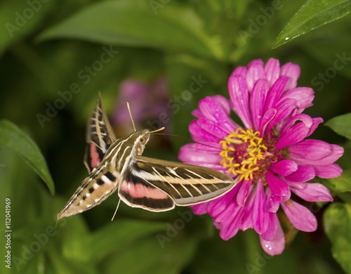 Hummingbird Moth Drinks Nectar