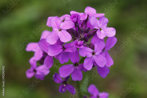 Photo of the beautiful purple flower.