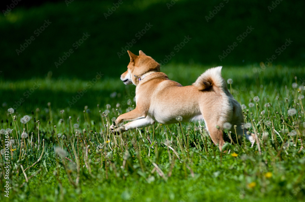 Shiba inu portrait outdoor at summer Shiba inu portrait outdoor at summer