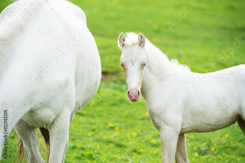 pony cream foal in the meadow