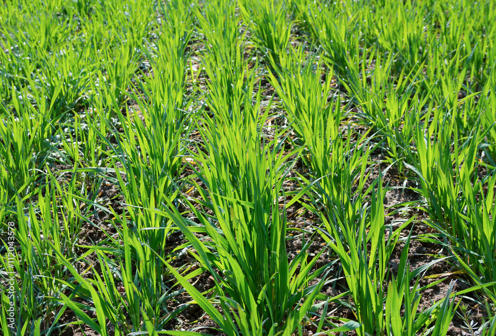 Obraz premium Beautiful spring field.