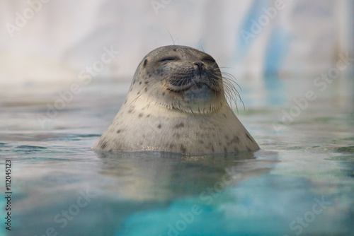 sea lion sleep