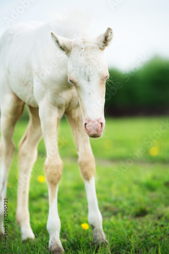 funny pony cream foal in the meadow © anakondasp