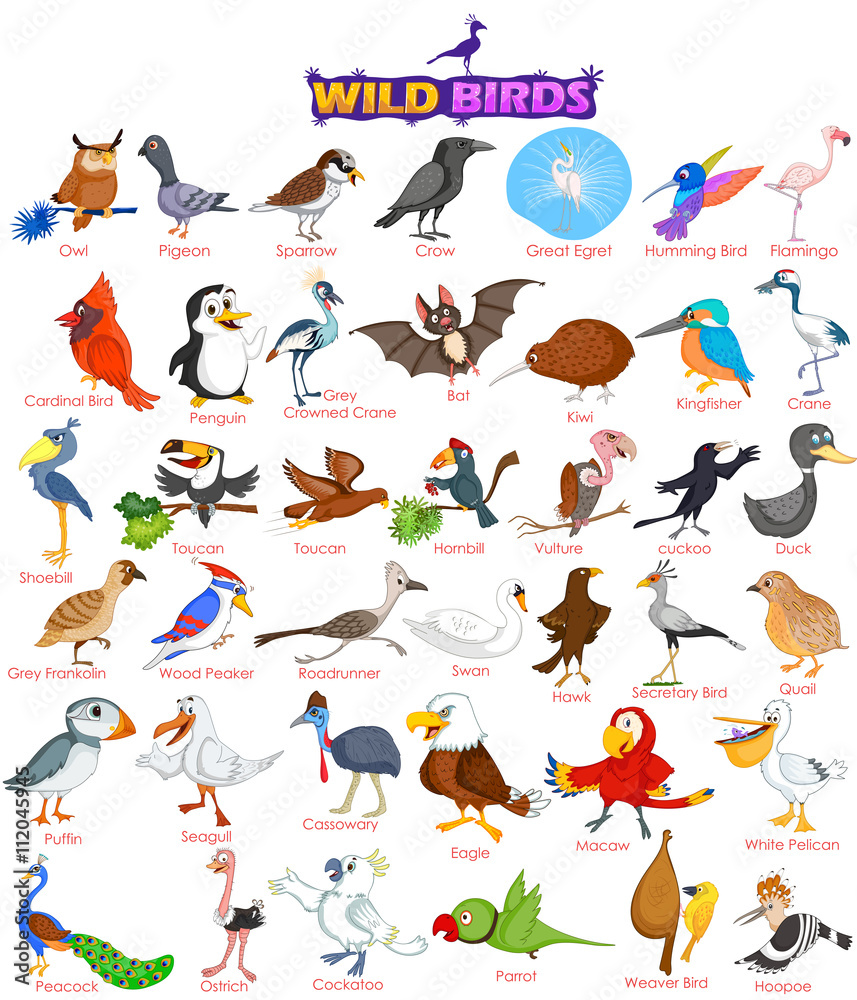 Set of wide variety of wild birds