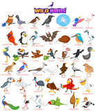 Set of wide variety of wild birds