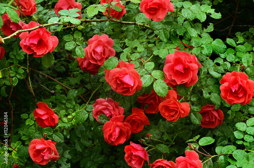 bush of bright red roses against the dark leaves