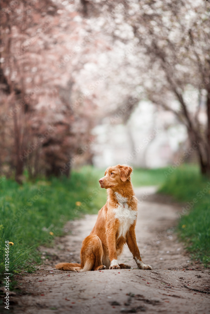 Dog Nova Scotia Duck Tolling Retriever walking in summer park Dog Nova Scotia Duck Tolling Retriever walking in summer park