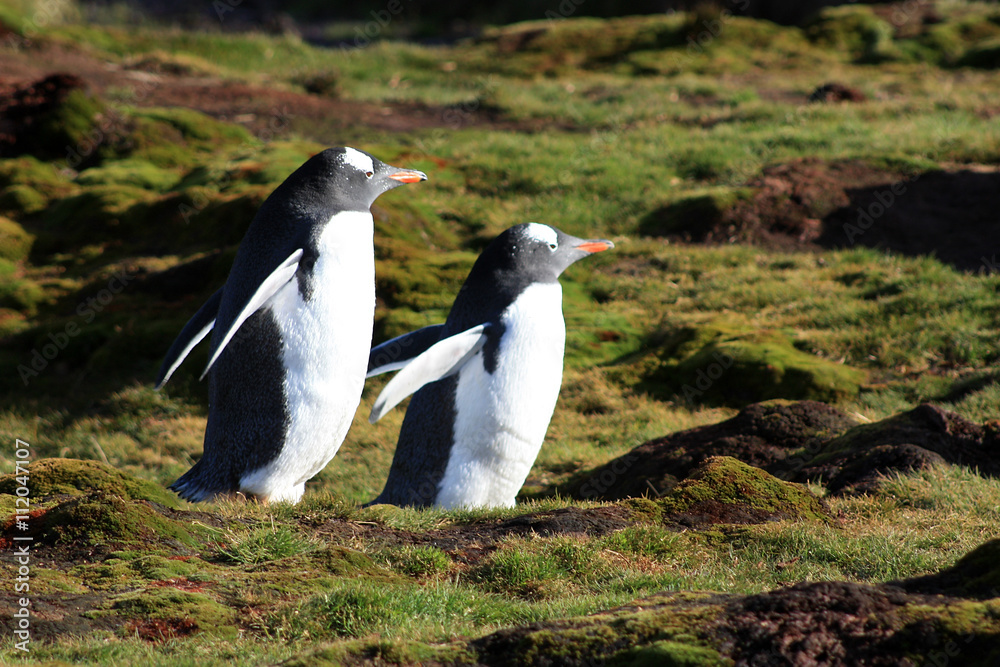 Fototapeta premium Eselspinguine
