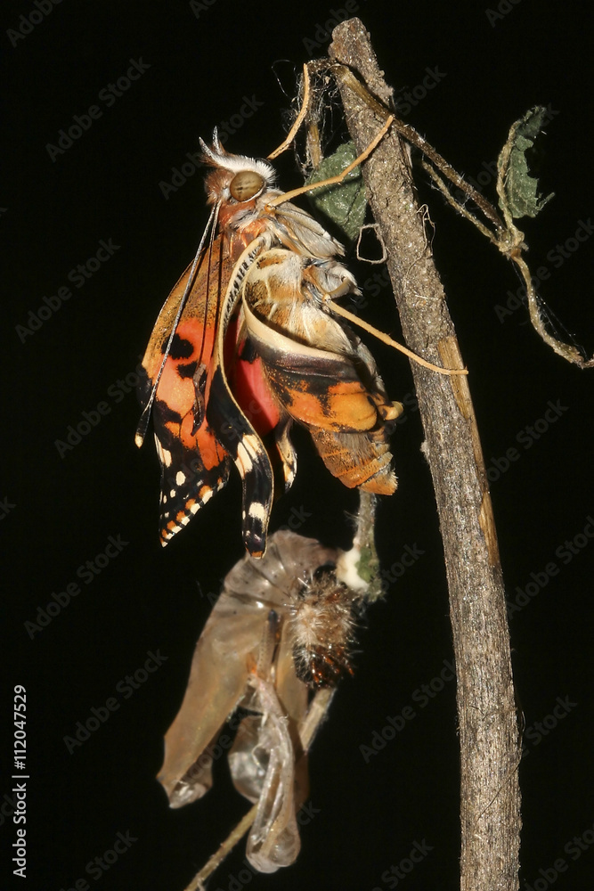 Obraz premium Metamorphosis of Painted lady butterfly