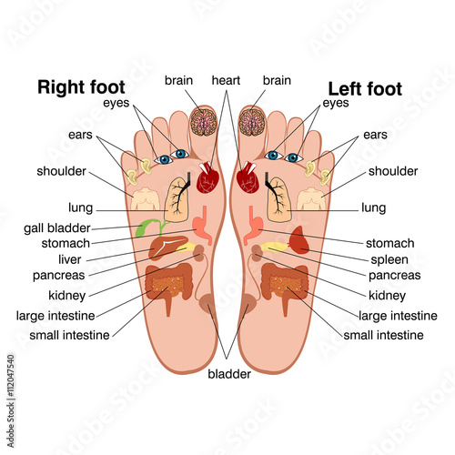 Reflexology zones of the feet