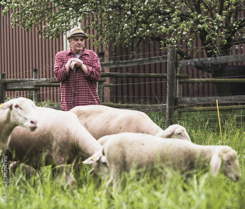 Shepherd standing with flock of sheep photo