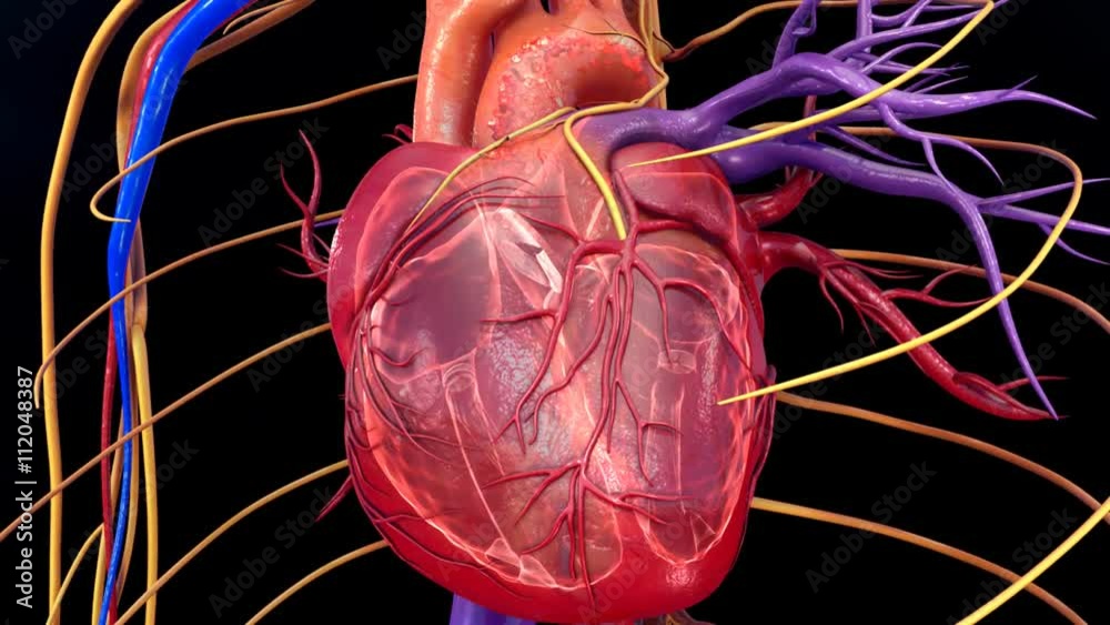 Blood circulation in heart