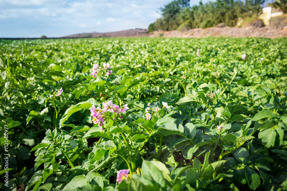 Potato field with blooming green plants at Fuerteventura; Canary Islands Potato field with blooming green plants at Fuerteventura; Canary Islands