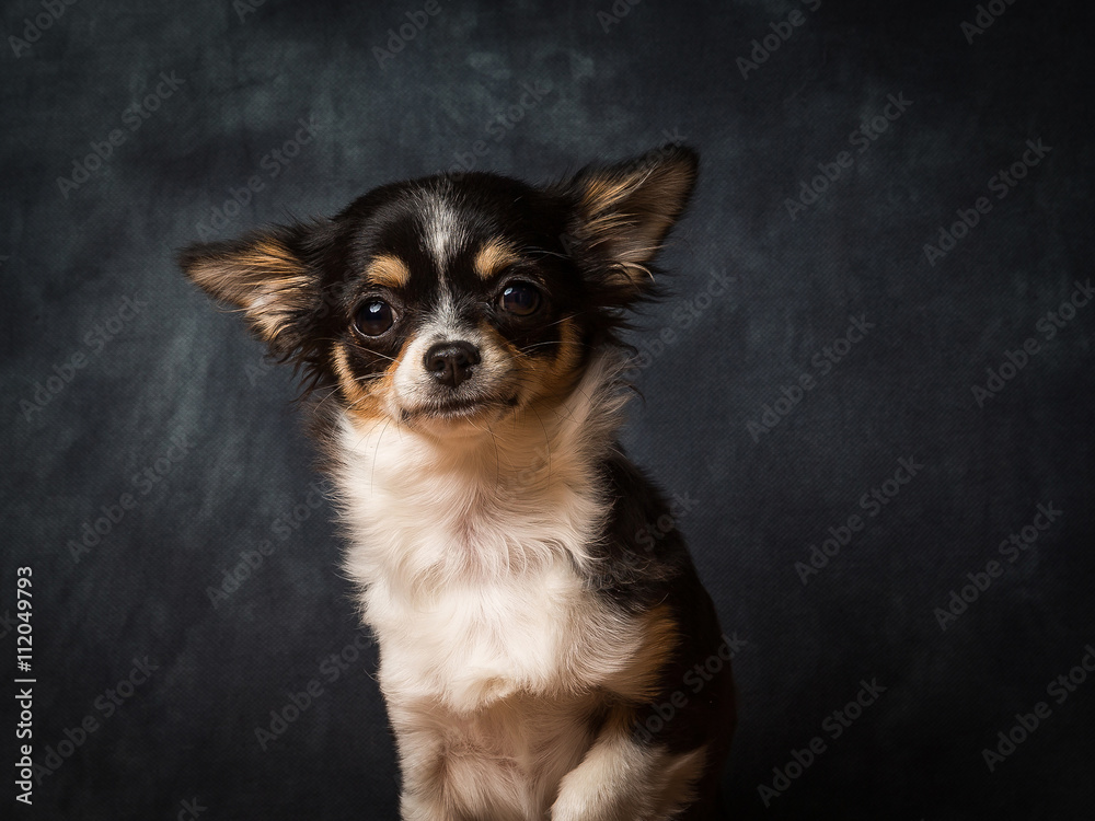 Fototapeta premium Chihuahua