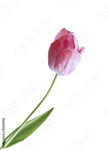 One pink tulip isolated
