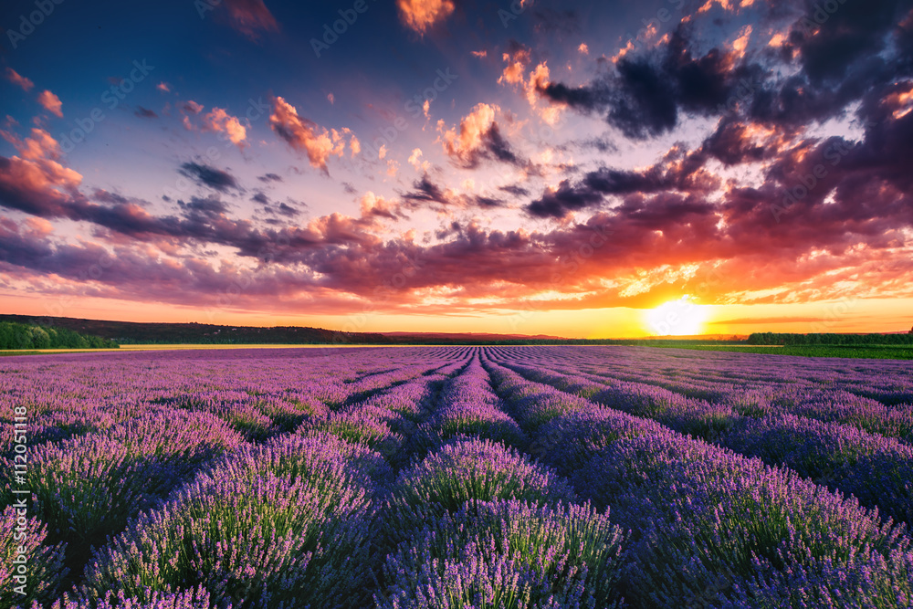 Lavender flower blooming fields in endless rows. Sunset shot. - obrazy, fototapety, plakaty 