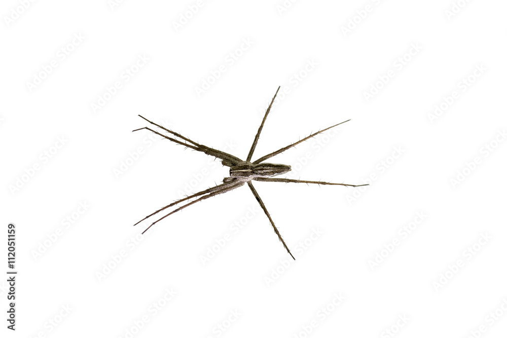 spider isolated on white background spider isolated on white background