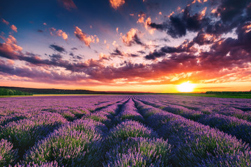 Papier peint photo Le salon Champs de lavande au coucher du soleil  © ValentinValkov