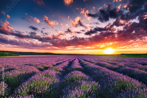 Valokuva Lavender flower blooming fields in endless rows. Sunset shot.