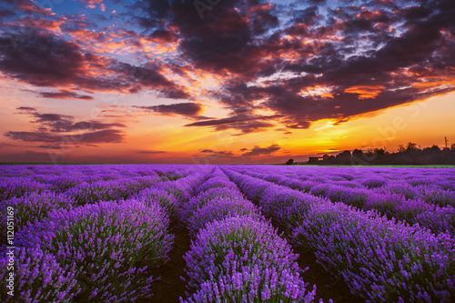 Lavender flower blooming fields in endless rows. Sunset shot. © ValentinValkov