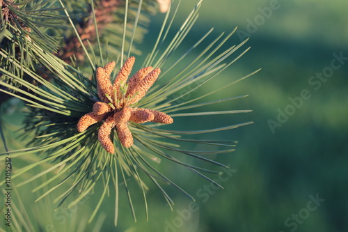 New pine cone sprout on branch of Eastern White Pine tree. Macro with shallow dof