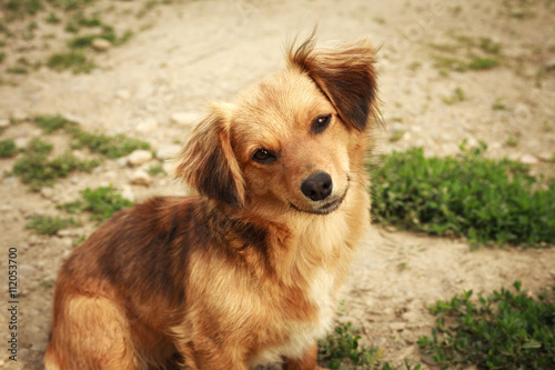 Portrait young dog