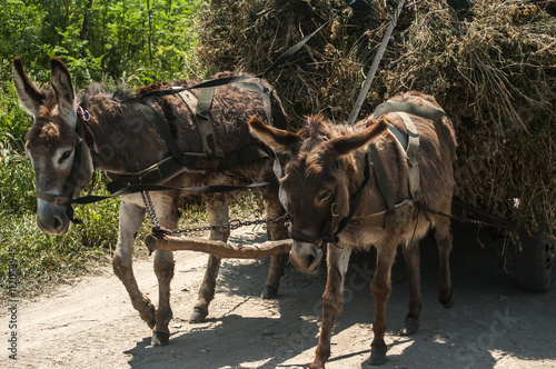Donkeys pulling a cart loaded with hay
