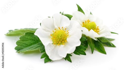 Fototapeta Naklejka Na Ścianę i Meble -  Two white flowers.