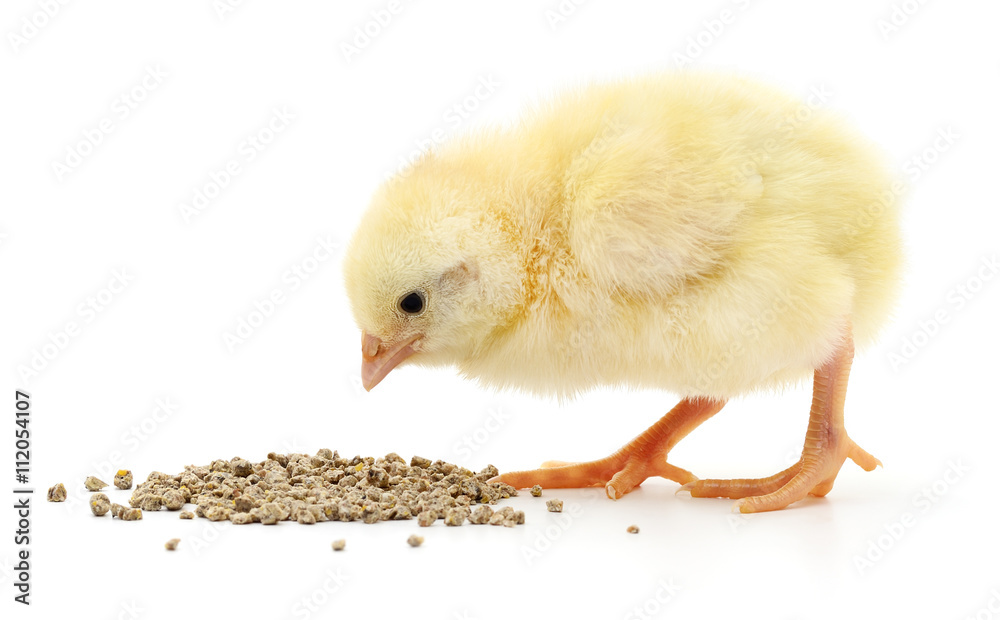 Fototapeta premium Baby chicken having a meal.