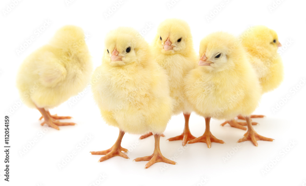 Five yellow chickens.