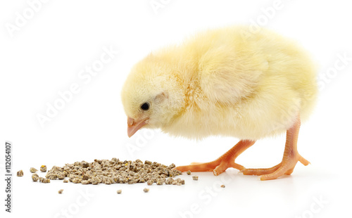 Baby chicken having a meal.
