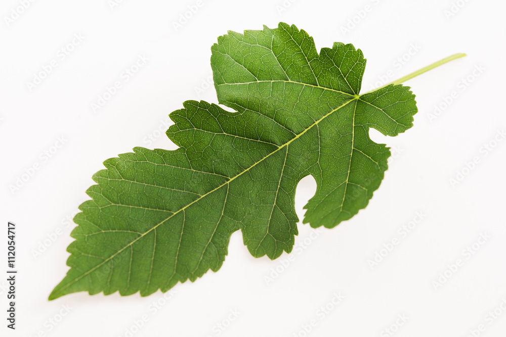 Close-up view of Mulberry leaf over white background Close-up view of Mulberry leaf over white background