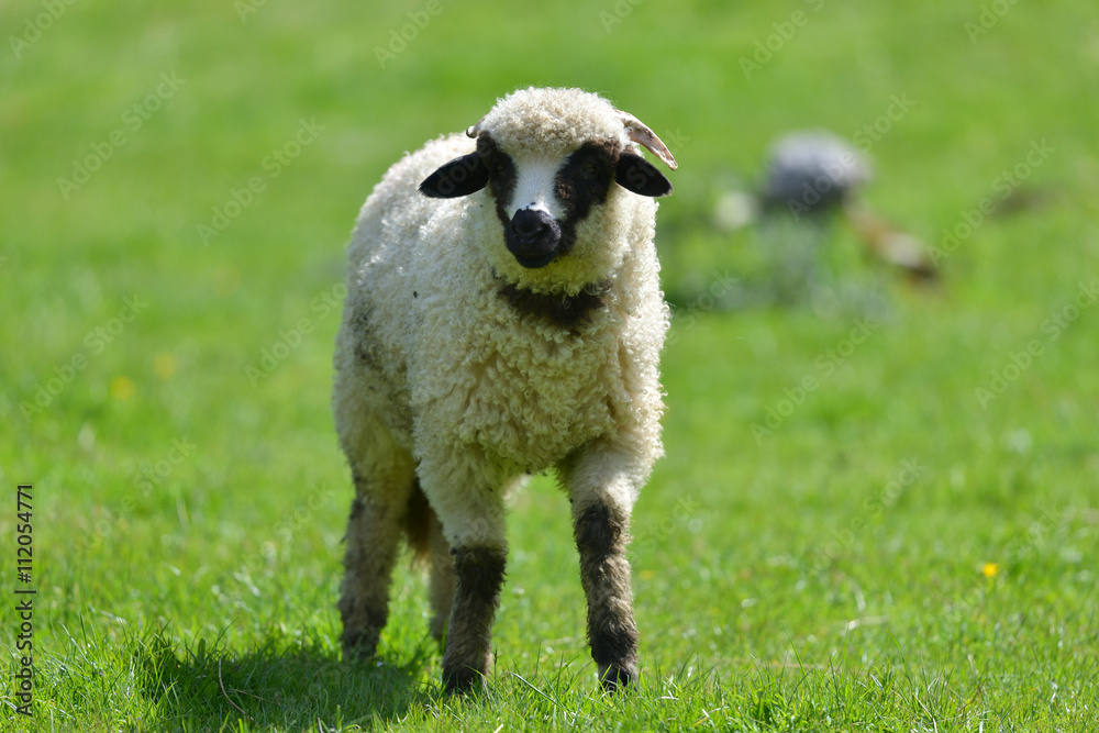 Little white with black wool lamb on a green field isolated Little white with black wool lamb on a green field isolated