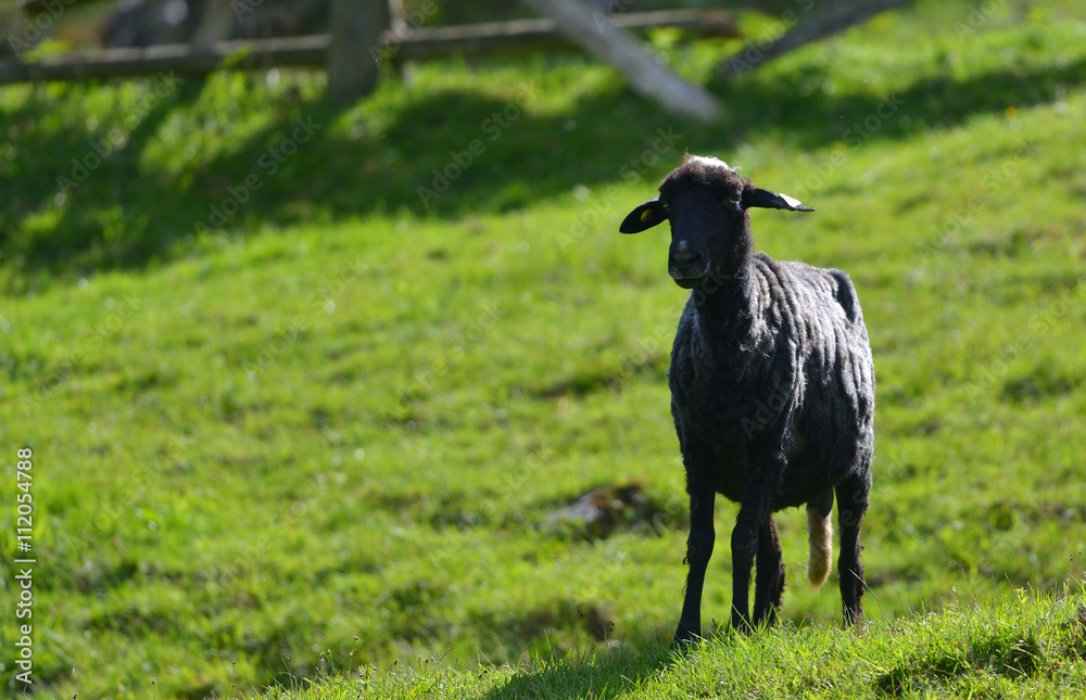 Fototapeta premium black sheep on green grass