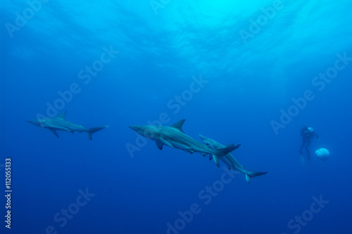three giant Blacktips swimming in deep blue water © studio5050