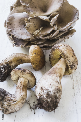 Wild mushrooms on white wood photo