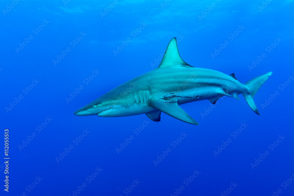 Fototapeta premium Giant Blacktip swimming in deep blue water