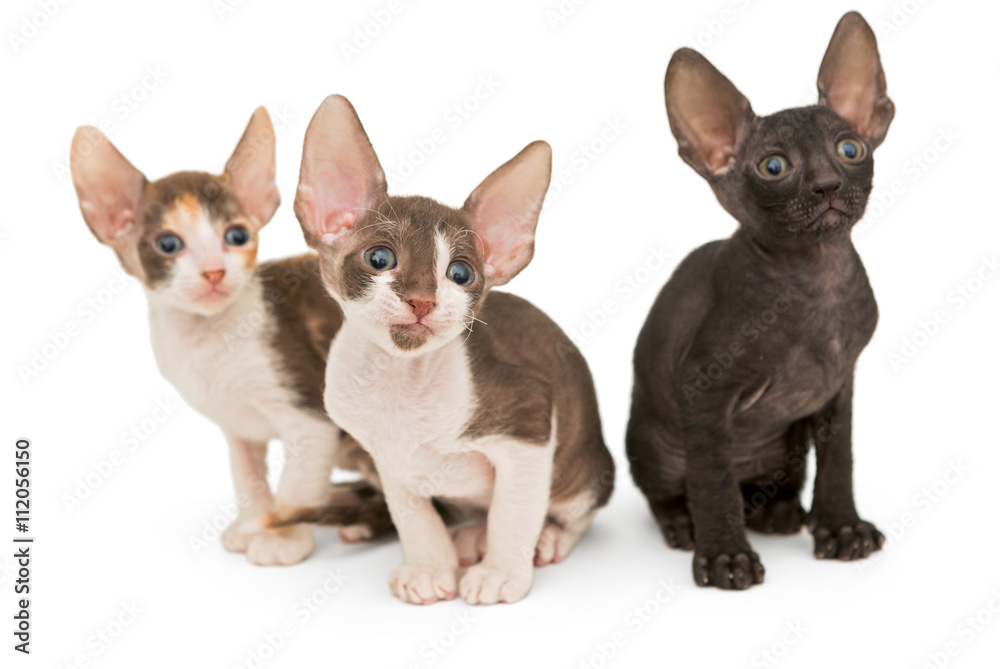 Three kittens the breed Cornish Rex