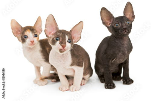 Three kittens the breed Cornish Rex