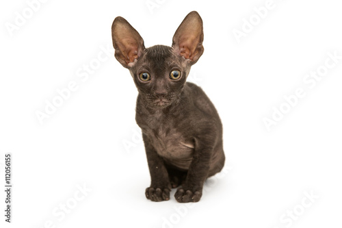 Small kitten brown Cornish Rex