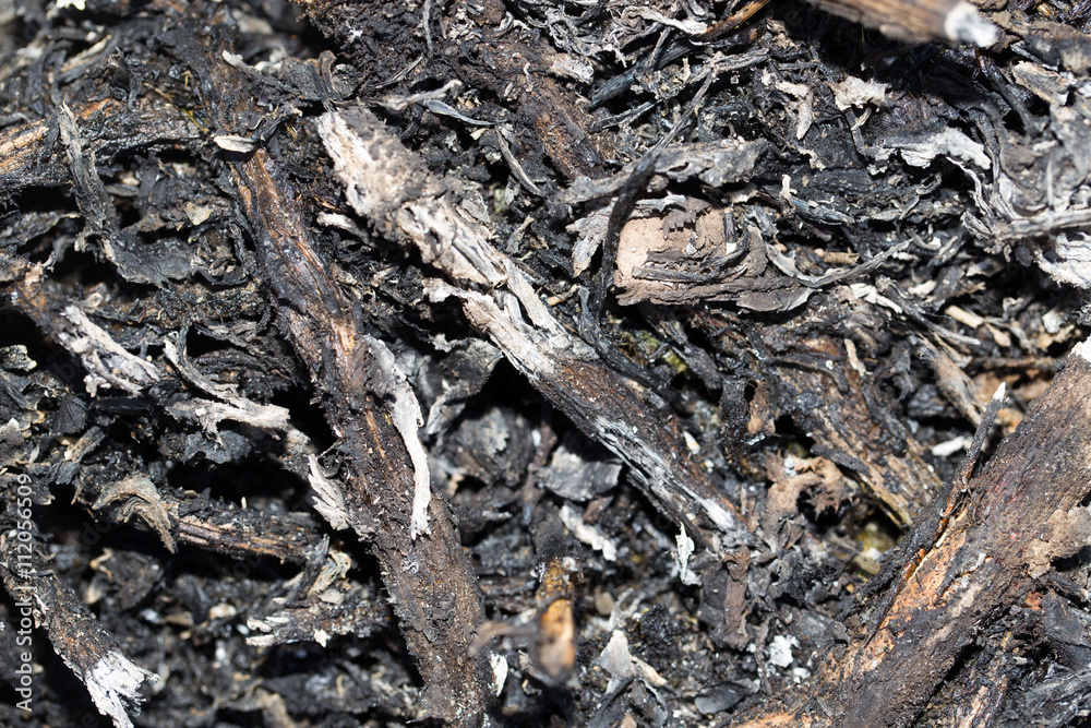 ash from burnt grass as a background ash from burnt grass as a background