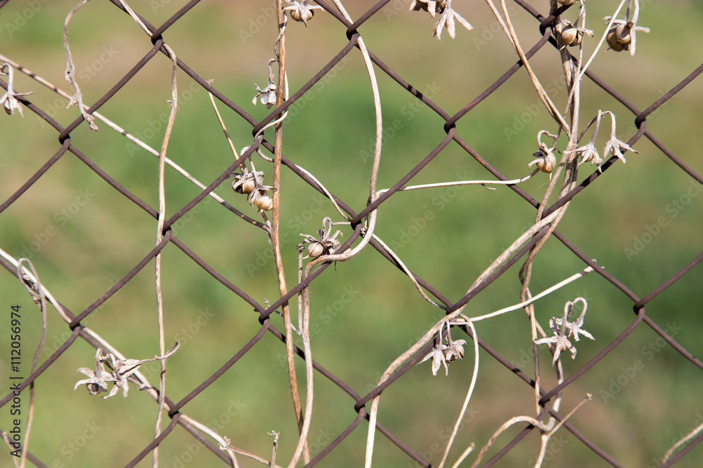 dry climber on a metal fence as a backdrop dry climber on a metal fence as a backdrop
